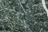 Polished Stromatolite (Alcheringa) Slab - Billion Years #239944-1